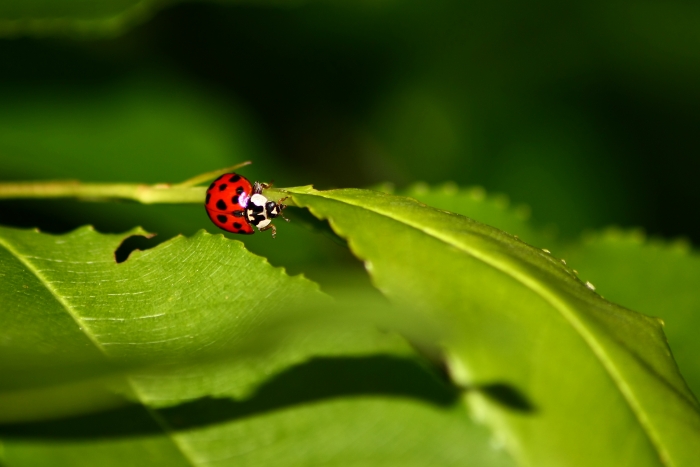 Harmonia axyridis?